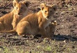 Сцена из фильма Людоеды дикой природы: Львы / Attack! Africa's maneaters - Lions (2001) Людоеды дикой природы: Львы сцена 5