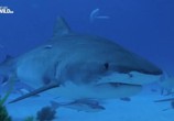 Сцена из фильма Ужас тигровой акулы / Tiger shark terror (2017) Ужас тигровой акулы сцена 6