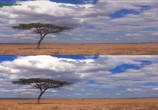 Сцена из фильма Сафари в 3Д / 3D Safari: Africa in 3D (2011) Сафари в 3Д сцена 7