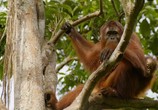 Сцена из фильма Спасти орангутана / Red Ape. Saving the Orangutan (2018) Спасти орангутана сцена 1
