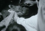 Сцена из фильма Катя и крокодил / Káta a krokodýl (1966) Катя и крокодил сцена 14