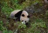 Сцена из фильма National Geographic: Гигантские Панды. Последнее убежище / Giant Pandas: The Last Refuge (1995) National Geographic: Гигантские Панды. Последнее убежище сцена 4