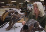 Сцена из фильма BBC: Гиганты ледникового периода / Ice Age Giants (2013) BBC: Гиганты ледникового периода сцена 4