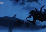 Сцена из фильма Ужас тигровой акулы / Tiger shark terror (2017) Ужас тигровой акулы сцена 5