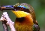 ТВ BBC: Наедине с природой: Король зимородков / BBC: King of kingfishers (2004) - cцена 3