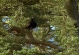 ТВ BBC: Наедине с природой: Лесная куница-дух лесов / Pine Marten: Spirit of the woods (2003) - cцена 5