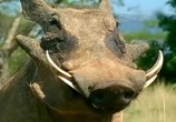 ТВ BBC: Наедине с природой: Бородавочники крупным планом / BBC: Hogging the Limelight (2004) - cцена 2