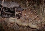 Сцена из фильма Медоеды: Змеиные убийцы / Honey Badgers of the Kalahari. Snake Killers (2001) Медоеды: Змеиные убийцы сцена 3