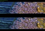ТВ Чудеса моря в 3D / Wonders of the Sea 3D (2017) - cцена 8