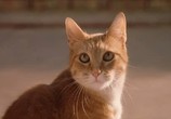 Сцена из фильма Кошки против собак / Cats & Dogs (2001) Кошки против собак сцена 6