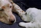 ТВ BBC: Живая природа: Собаки / The Canine Conspiracy (2002) - cцена 1