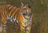 Сцена из фильма BBC: Тигр: Шпион джунглей / BBC: Tiger: Spy in the Jungle (2008) BBC. Тигр: Шпион джунглей сцена 3