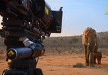 Сцена из фильма ВВС: Знакомство со слонами / Elephant Family and Me (2016) ВВС: Знакомство со слонами сцена 7