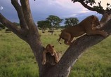 Сцена из фильма Львы на деревьях / Tree Climbing Lions (2018) Львы на деревьях сцена 4