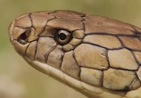 ТВ BBC: Смертоносные змеи Индии / BBC: One Million Snake Bites (2011) - cцена 2
