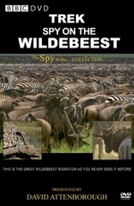 Дикая природа: шпион среди антилоп гну