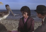 Сцена из фильма Как справиться с диким бикини / How to Stuff a Wild Bikini (1965) Как справиться с диким бикини сцена 2