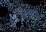 Сцена из фильма Охотница / Malika. Leopard Huntress (2018) Охотница сцена 3