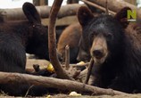 Сцена из фильма Спасение диких медведей / Wild Bear Rescue (2017) Спасение диких медведей сцена 1