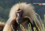 Сцена из фильма Земля приматов / Land of Primates (2016) Земля приматов сцена 9
