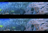 Сцена из фильма Чудеса моря в 3D / Wonders of the Sea 3D (2017) Чудеса моря в 3D сцена 2