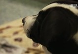 Сцена из фильма Приют для животных / Giveme shelter (2014) Приют для животных сцена 6