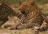 Сцена из фильма National Geographic: Глаз леопарда / Eye of the Leopard (2006) Глаз леопарда сцена 3