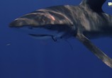 Сцена из фильма BBC: Вся правда об акулах / Shark (2015) BBC: Вся правда об акулах сцена 5