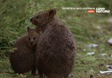 ТВ Тайны дикой природы Австралии / Secrets of Wild Australia (2016) - cцена 5