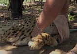 Сцена из фильма Чудо-гепард / The miracle cheetah (2017) Чудо-гепард сцена 4