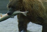 ТВ BBC: Живой мир (Мир природы): Полярные медведи и гризли / The Natural World. Polar bears & grizzlies - bears on top of the world (2007) - cцена 2