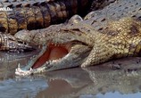 Сцена из фильма Вся правда о крокодилах / The dark side of crocs (2015) Вся правда о крокодилах сцена 3