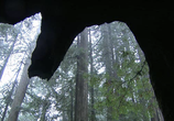 Сцена из фильма Живые Пейзажи: Калифорнийские секвойи / Living Landscapes: California Redwoods (2009) 
