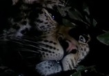 ТВ BBC: Наедине с природой: Ночь Леопарда / Night of the Leopard (2004) - cцена 2