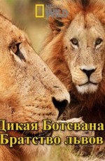 National Geographic: Дикая Ботсвана: Братство львов