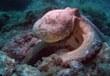 Сцена из фильма National Geographic: Вулкан осьминогов / Octopus Volcano (2007) National Geographic: Вулкан осьминогов сцена 13