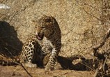Сцена из фильма Скала леопардов / The Leopard Rocks (2017) Скала леопардов сцена 2