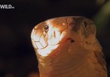 Сцена из фильма National Geographic: Загадки королевской кобры / Secrets of the King Cobra (2009) National Geographic: Загадки королевской кобры сцена 3