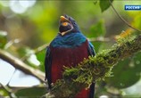 ТВ Коста-Рика. Ковчег природы / Costa Rica - Une Arche de Nature (2016) - cцена 5