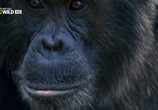 Сцена из фильма Королевство обезьян: Брат на брата / Wild Kingdom Of The Apes (2014) Королевство обезьян: Брат на брата сцена 3