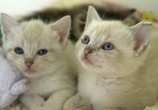 Сцена из фильма Спасители котят / The Kitten Rescuers (2017) Спасители котят сцена 5