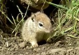 ТВ BBC: Наедине с природой: Суслики в осаде / BBC: Squirrels under SIEGE (2000) - cцена 3