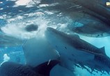 Сцена из фильма BBC: Вся правда об акулах / Shark (2015) BBC: Вся правда об акулах сцена 6