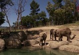 ТВ В защиту слонов / An Apology to Elephants (2013) - cцена 1
