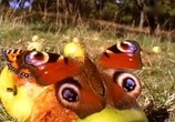 ТВ BBC: Наедине с природой: Бабочка красавица или чудовище / BBC: The Butterfly beauty or the beast? (2004) - cцена 3