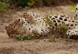 Сцена из фильма Дикая Шри-Ланка: царство леопардов / Wild Sri Lanka: Realm of the Leopard (2018) Дикая Шри-Ланка: царство леопардов сцена 5