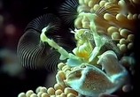 Сцена из фильма BBC: Наедине с природой: Жизнь рифа / BBC: Reef Wise (2004) BBC: Наедине с природой: Жизнь рифа сцена 9