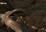 Сцена из фильма National Geographic: Самые опасные змеи в мире / National Geographic: World's deadliest snakes (2010) National Geographic: Самые опасные змеи в мире сцена 3