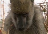 Сцена из фильма BBC.Тайная жизнь приматов / BBC. The Secret Life of Primates (2009) 