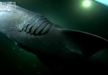 ТВ Animal Planet. Акулы под покровом ночи / Animal Planet. Shark after dark (2009) - cцена 2